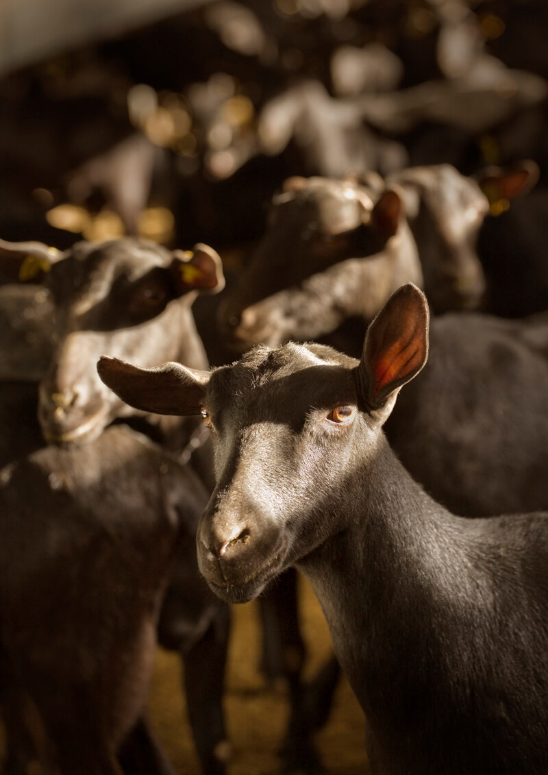 cabras quesería vega de san martín en Madrid